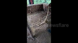 Cobra spits up five eggs after getting caught in chicken coop in India