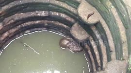 Pangolin tumbles into waterhole, later rescued by forest officials in eastern India
