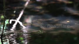 Rare Footage Of Welsh Snake Swimming