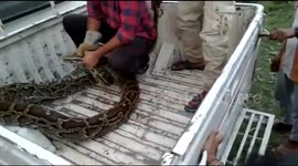 Monster python found snacking on goat before being rescued in north India