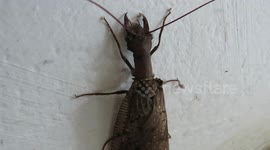 Creepy insect with giant jaws spotted crawling up wall in Brazil