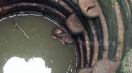 Indian officials rescue and rehabilitate pangolin that fell into deep well