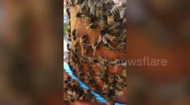 UK couple find swarm of 160,000 bees living in their chimney