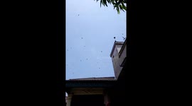 The man used speakers to attract thousands of salangane birds nest in the house