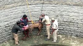 Spotted deer accidentally falls into 30-metre-deep well, hauled out by forest officials in southern India