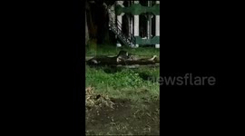 Mother elephant and calf rescued after falling into shallow well in east India