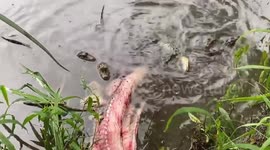 Ferocious baby alligators do 'death rolls' on dead fish in Louisiana pond