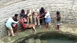 Forest officials rescue startled deer that fell into 100-foot-deep well in India