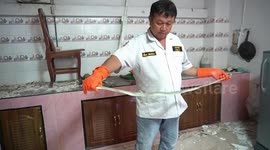 Snake handlers in Thailand smash open ceiling to catch two reptiles living inside