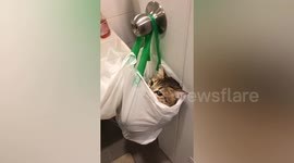 Cute cat relaxes in plastic bag hanging on door handle