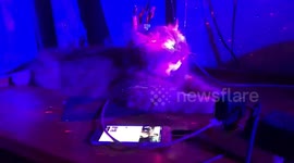 Chilled-out cat falls asleep while blaring disco music plays