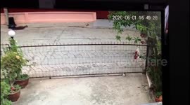 Jack Russell dog climbs over garden gate to escape