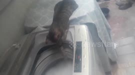 Cute pet cat watches bubbles in washing machine