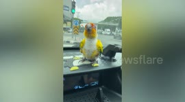 Pet bird rides on car dashboard while travelling with owners