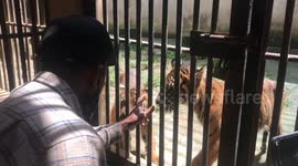 The Reaction of the Sumatran Tiger when its Child is Swept away