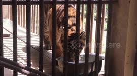 Footage: Sumatran Tiger Baby Drinking