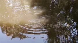 Eating Hungry Fish when they get Food