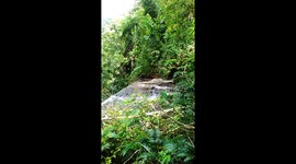 Python eats BOAR in Indonesia as locals pelt snake