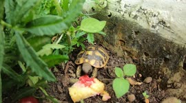 The little turtle was treated to a cherry cake
