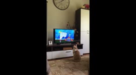 Cat just enjoys watching SpongeBob SquarePants on TV