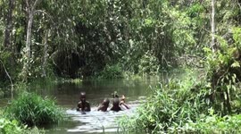 Butterflies sip salt on bag as boys play in river and natural jungle gym in tropical rainforest, Democratic Republic of Congo.