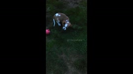 Puppy excited with being let outside
