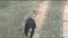 Sloth bear mauls forest officials attempting to release it into the wild