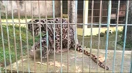 Leopards mate in the high hills zoo Bukittinggi City