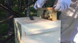 Hive mind: Watch how a guy moves bees into their new home
