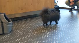 Pomeranian dog breaks social distancing rules in London coffee shop