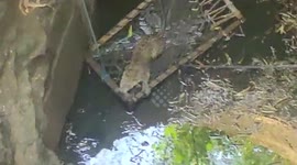 Drowning leopard fished out of well during marathon rescue in central India
