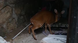 Chinese police rescue wild deer trapped in watery ditch