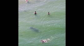 Curious manatee follows swimmers and stalks people at beach in Florida