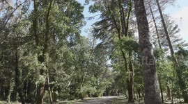 Foresta di Fiorentini in Sardegna