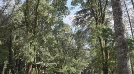 Foresta di Fiorentini in Sardegna