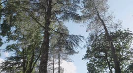Foresta di Fiorentini in Sardegna