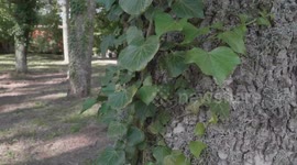 Foresta di Fiorentini - Sardegna