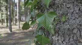 Foresta di Fiorentini - Sardegna