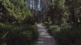 Foresta di Fiorentini - Sardegna