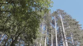 Foresta di Fiorentini - Su Tassu - Sardegna