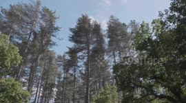 Foresta di Fiorentini - Su Tassu - Sardegna