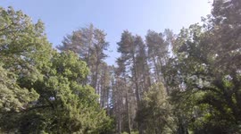 Foresta di Fiorentini - Sardegna