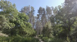 Foresta di Fiorentini - Sardegna