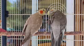 Cockatiels showing affection