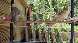 Pet Cockatiels Phoebe & Papa are Enjoying Australia Weather in Canada