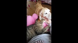 'I want pats too!' Dog in Ireland wants attention every time cat gets caressed