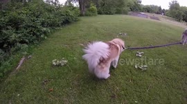 Territory Marking on a dog walk funny fail