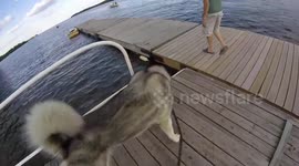 Alaskan Malamute Sojou and Risee Face Fear of Dock Again