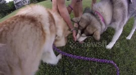 Alaskan Malamute Sojou loves foraging for wild strawberries