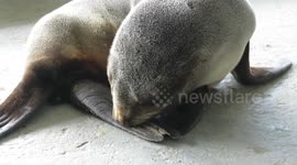 This baby seal sucks his flipper 'like all babies do'